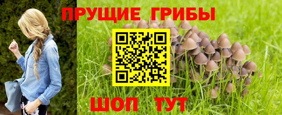 Псилоцибиновые грибы мицелий Отрадный